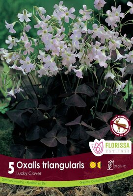 Oxalis Triangularis