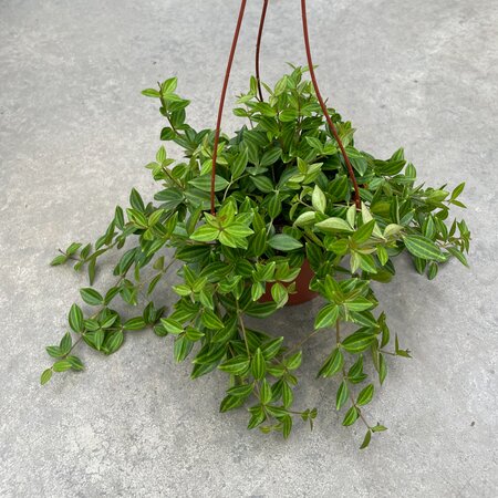 Peperomia Angulata Hanging Basket