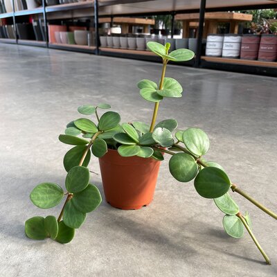 Peperomia Hope