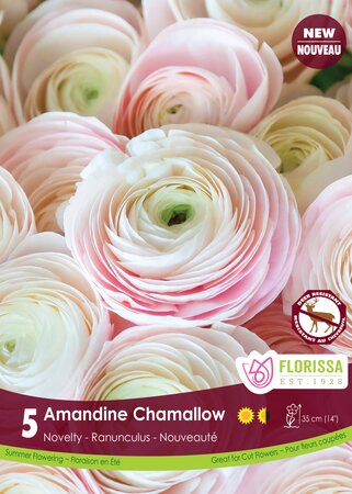 Ranunculus Amandine Chamallow