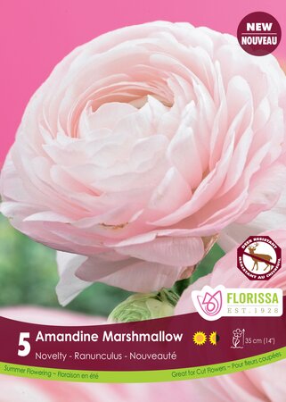 Ranunculus Amandine Marshmallow