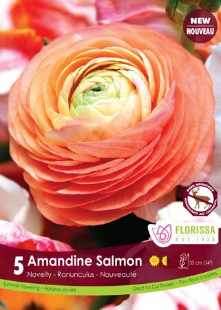 Ranunculus Amandine Salmon