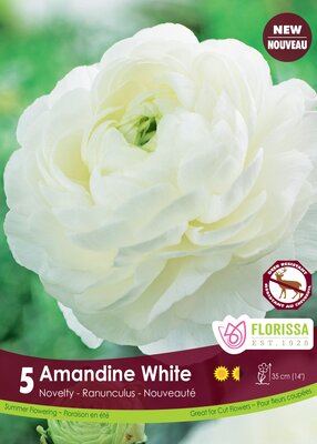 Ranunculus Amandine White