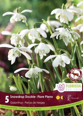 Snowdrops Double