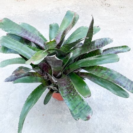 Bromeliad Neoregelia