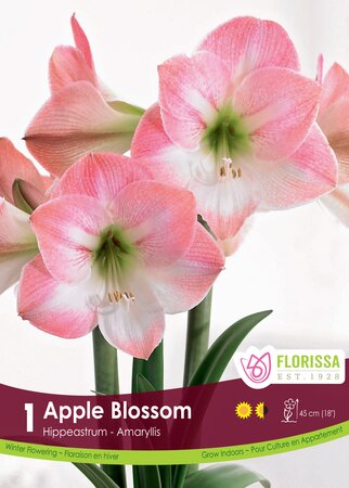 Amaryllis Apple Blossom