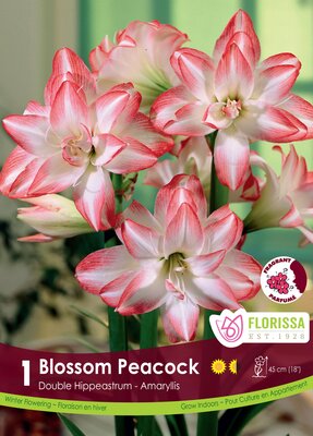 Amaryllis Blossom Peacock