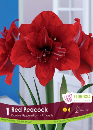 Amaryllis Red Peacock