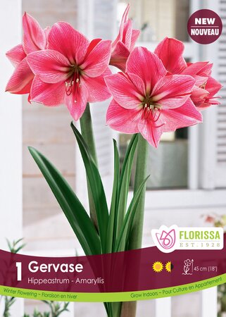 Amaryllis Gervase