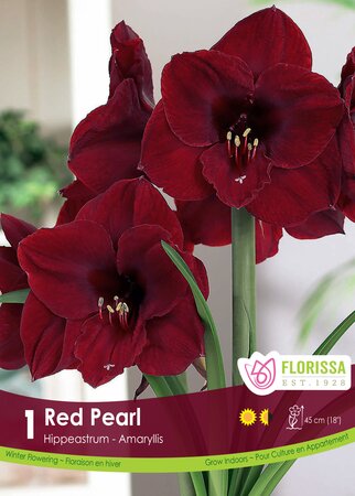 Amaryllis Red Pearl