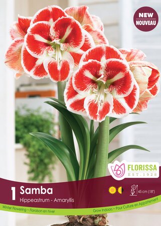 Amaryllis Samba