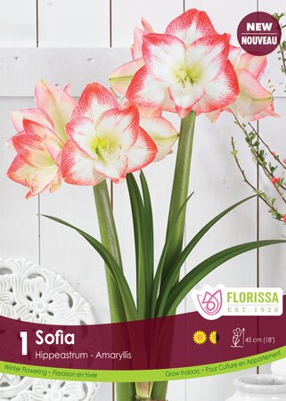 Amaryllis Sofia