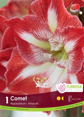 Amaryllis Comet