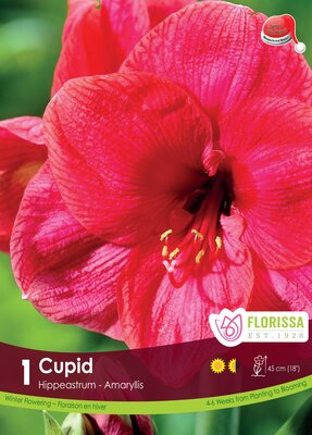 Amaryllis Cupid