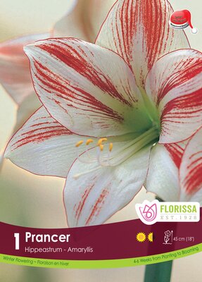 Amaryllis Prancer