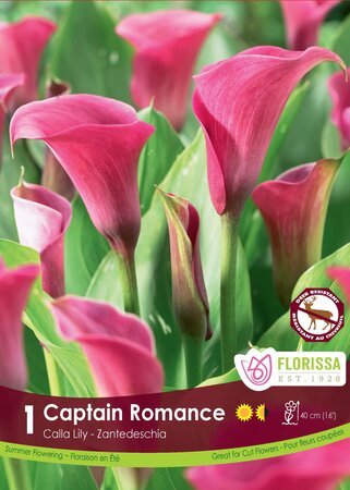 Calla Lily Captain Romance