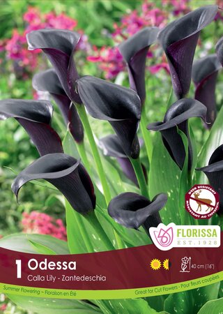 Calla Lily Odessa