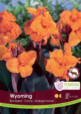 Canna Lily Wyoming