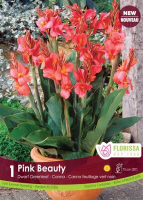 Canna Lily Pink Beauty