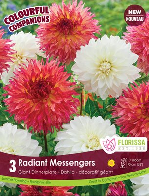 Dahlia Radiant Messengers