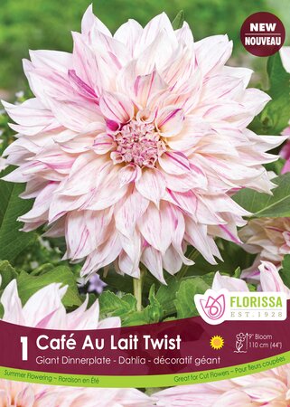 Dahlia Cafe au Lait Twister