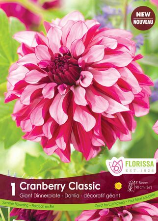 Dahlia Cranberry Classic