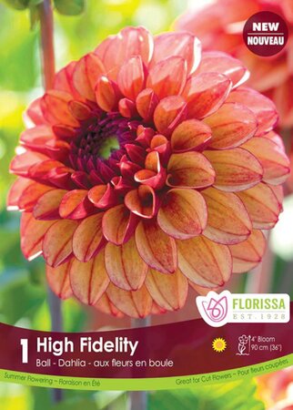 Dahlia High Fidelity