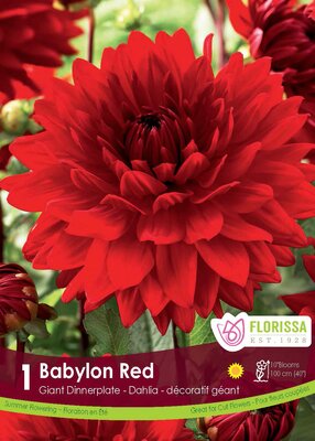 Dahlia Babylon Red