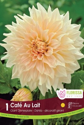 Dahlia Cafe au Lait