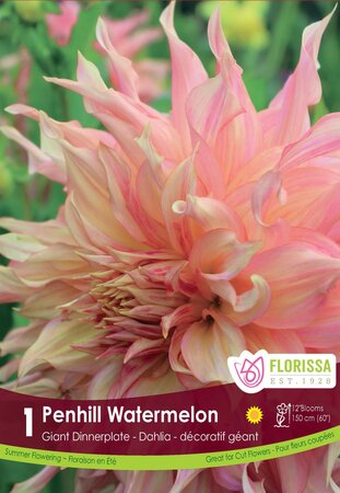 Dahlia Penhill Watermelon