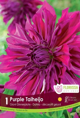 Dahlia Purple Taiheijo