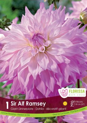 Dahlia Sir Alf Ramsey