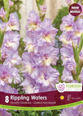 Gladiolus Rippling Waters