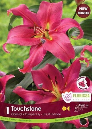 Lily OT Hybrid Touchstone