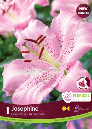 Lily Oriental Josephine