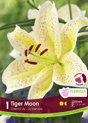 Lily Oriental Tiger Moon