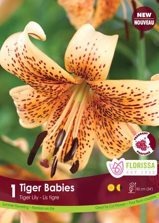 Lily Tiger Babies