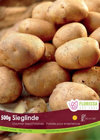 Potato Sieglinde